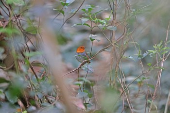 Izu Robin Miyakejima Island Sun, 4/14/2024