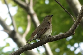 Blue-and-white Flycatcher 祖父江ワイルドネイチャー緑地 Wed, 4/17/2024