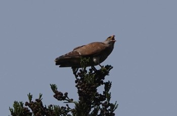 Grey-faced Buzzard 岐阜県海津市 Wed, 4/17/2024