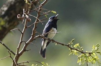 Blue-and-white Flycatcher 岐阜県海津市 Wed, 4/17/2024