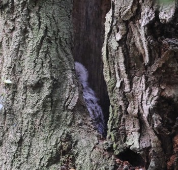 Ural Owl 福岡県内 Wed, 4/17/2024