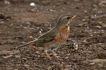 Naumann's Thrush Mizumoto Park Wed, 4/17/2024