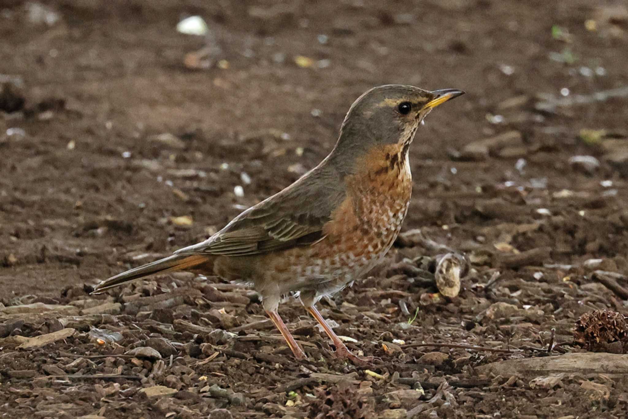 Naumann's Thrush