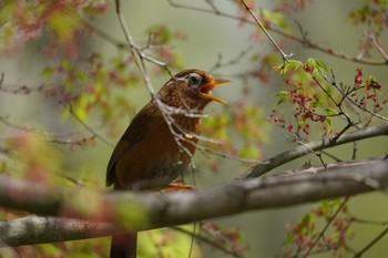 ガビチョウ 東京都立桜ヶ丘公園(聖蹟桜ヶ丘) 2024年4月11日(木)