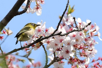 Warbling White-eye 平谷川 Sun, 4/14/2024