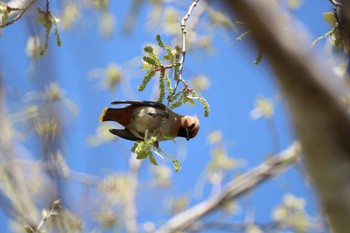 Bohemian Waxwing 山田池公園 Fri, 4/12/2024