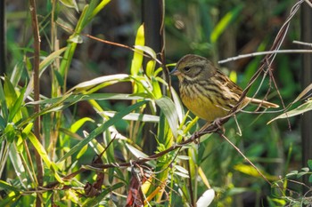 Masked Bunting 善福寺公園 Sat, 4/13/2024