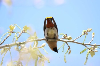 Bohemian Waxwing 山田池公園 Fri, 4/12/2024