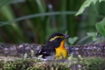 Narcissus Flycatcher Kyoto Gyoen Wed, 4/17/2024