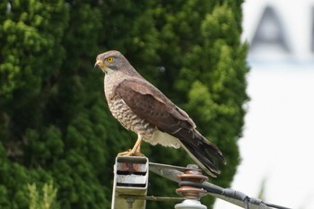 Grey-faced Buzzard 小湊港(奄美大島) Tue, 3/26/2024