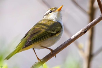 Eastern Crowned Warbler Hayatogawa Forest Road Sat, 4/13/2024