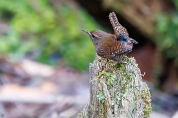 Eurasian Wren Hayatogawa Forest Road Sat, 4/13/2024