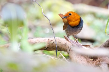 Sat, 4/13/2024 Birding report at Hayatogawa Forest Road