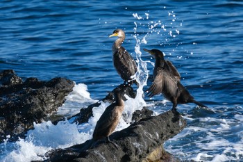 Japanese Cormorant 神奈川県 Wed, 1/4/2023