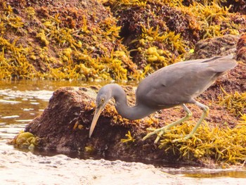 Pacific Reef Heron 真鶴岬 Tue, 4/2/2024