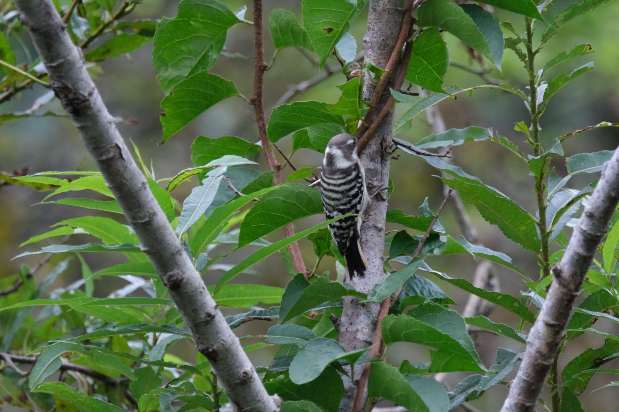 Photo of Japanese Pygmy Woodpecker(seebohmi) at 北海道 by 015