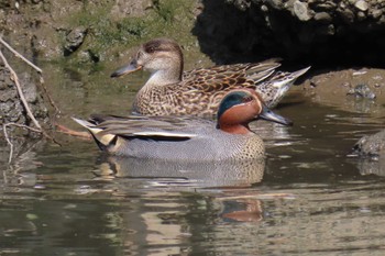 2024年4月13日(土) 北区 こどもの水辺 (東京都)の野鳥観察記録