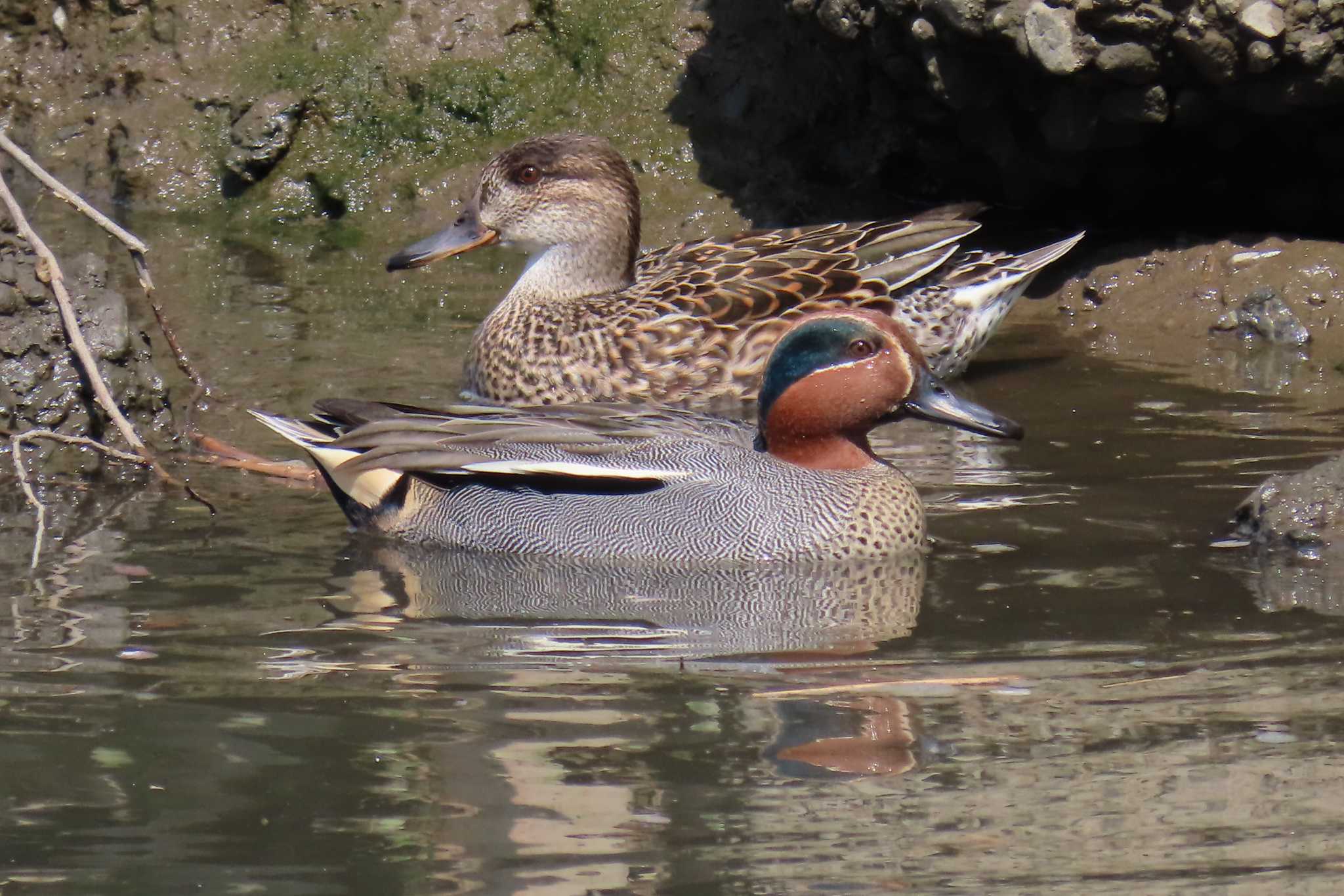 Photo of Eurasian Teal at 北区 こどもの水辺 (東京都) by Kirin-Kita