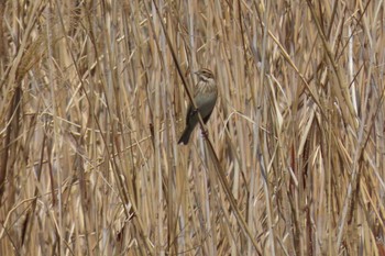 Common Reed Bunting 北区 こどもの水辺 (東京都) Sat, 4/13/2024