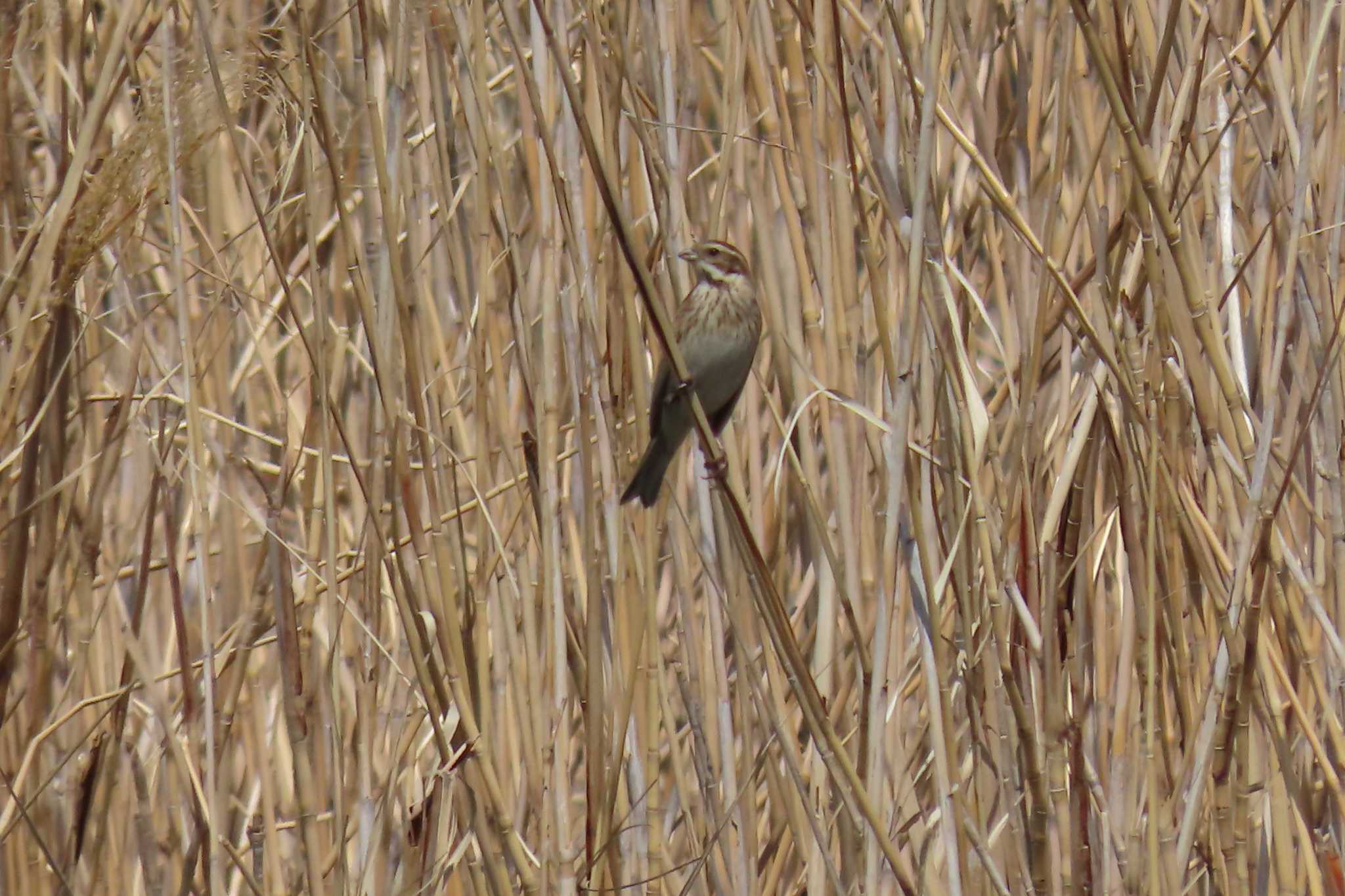 Common Reed Bunting