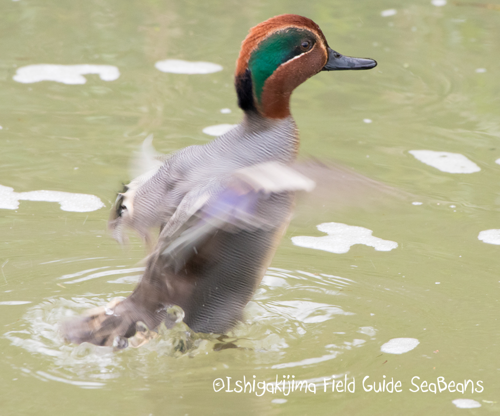 Eurasian Teal