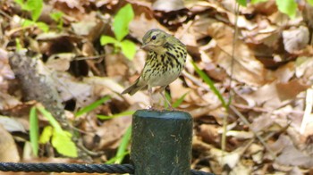 Olive-backed Pipit 奈良県 Wed, 4/17/2024