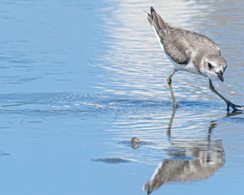 オオメダイチドリ ふなばし三番瀬海浜公園 2023年9月10日(日)