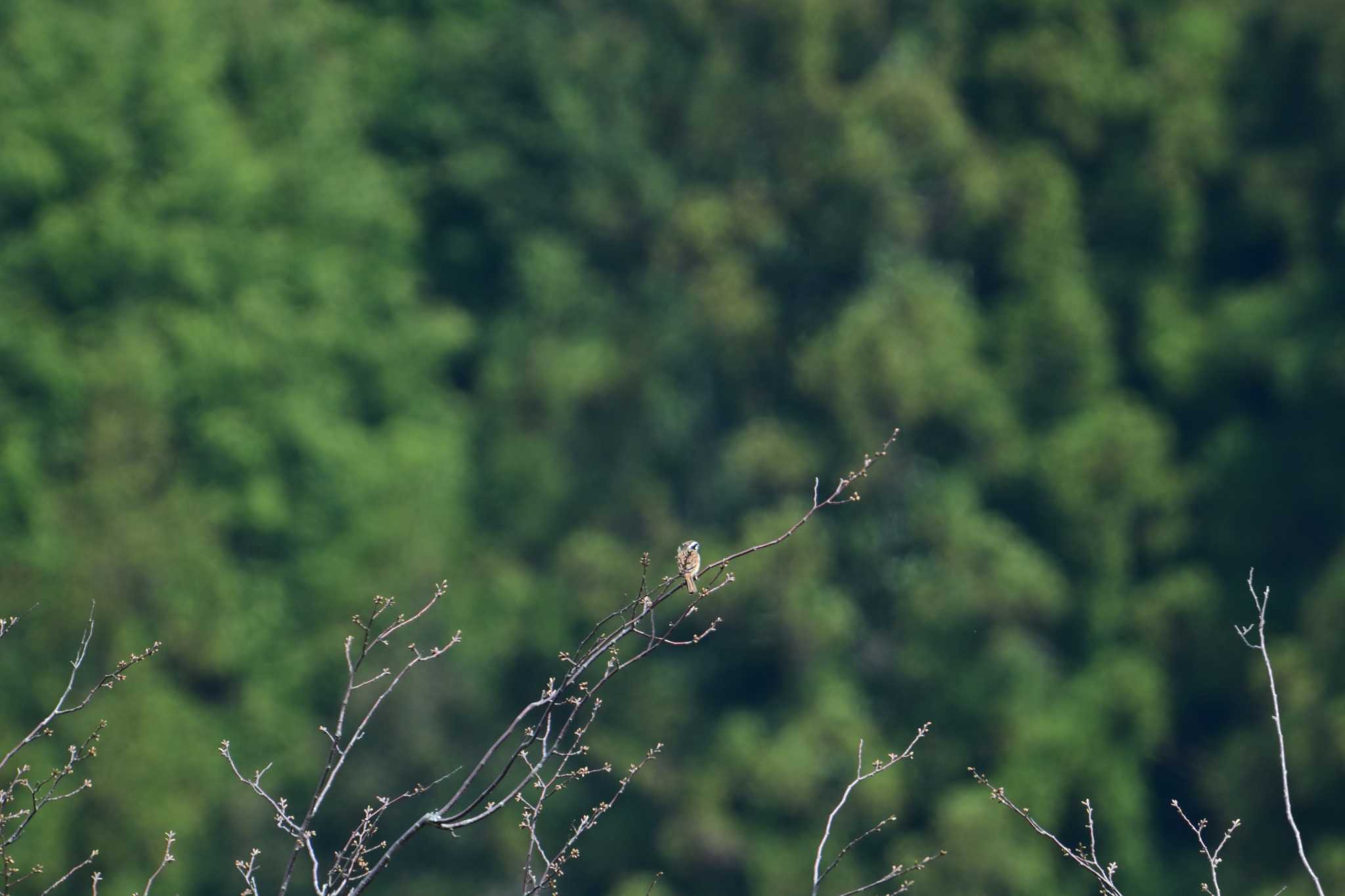 Meadow Bunting