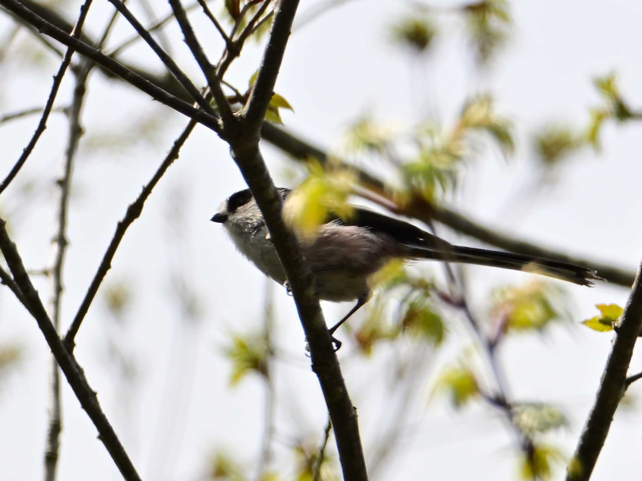 Long-tailed Tit