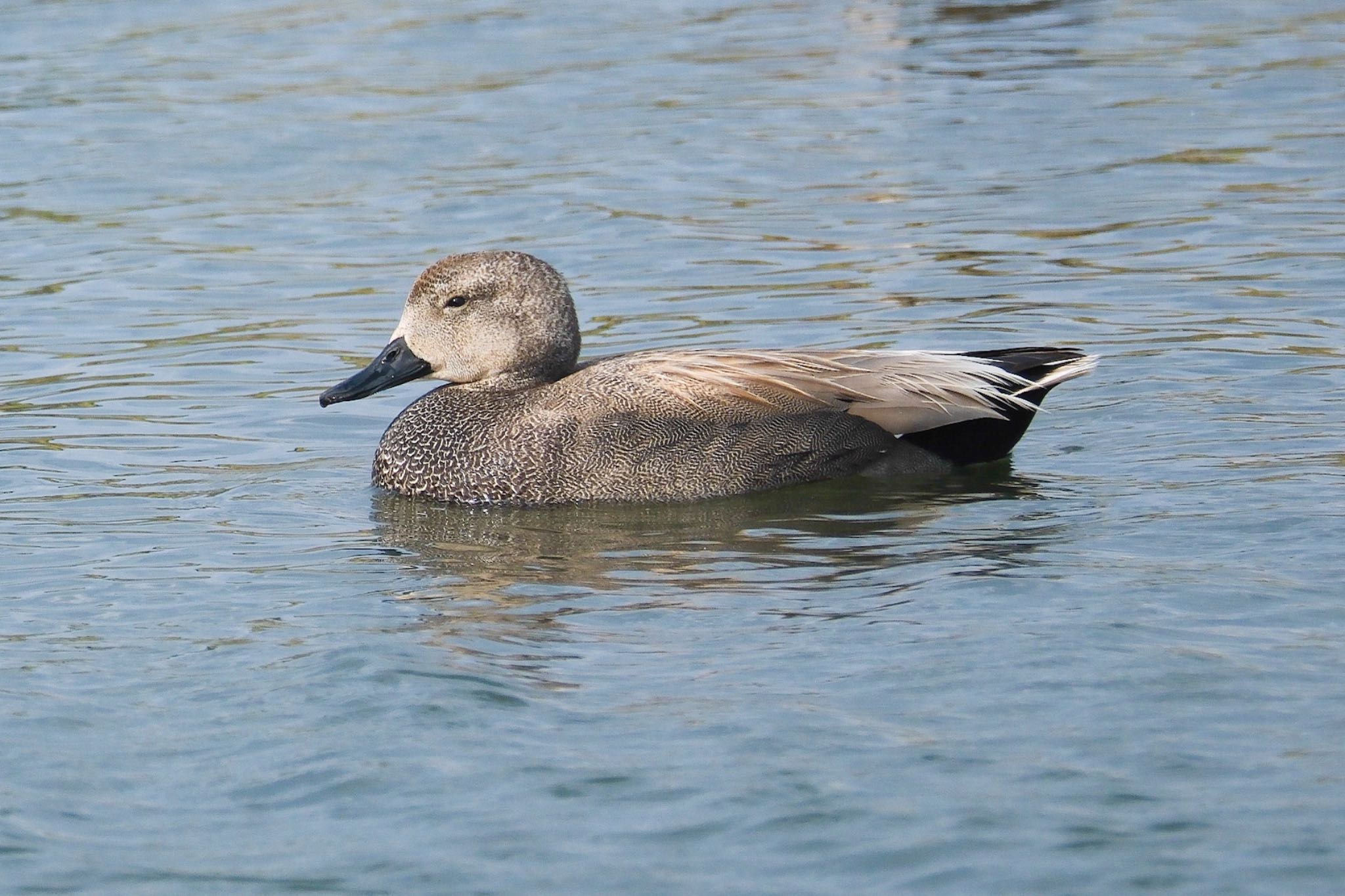 東京港野鳥公園 オカヨシガモの写真 by 015