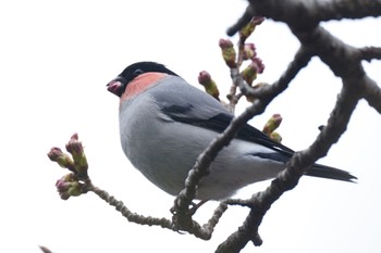 ウソ 埼玉県民の森 2024年4月6日(土)