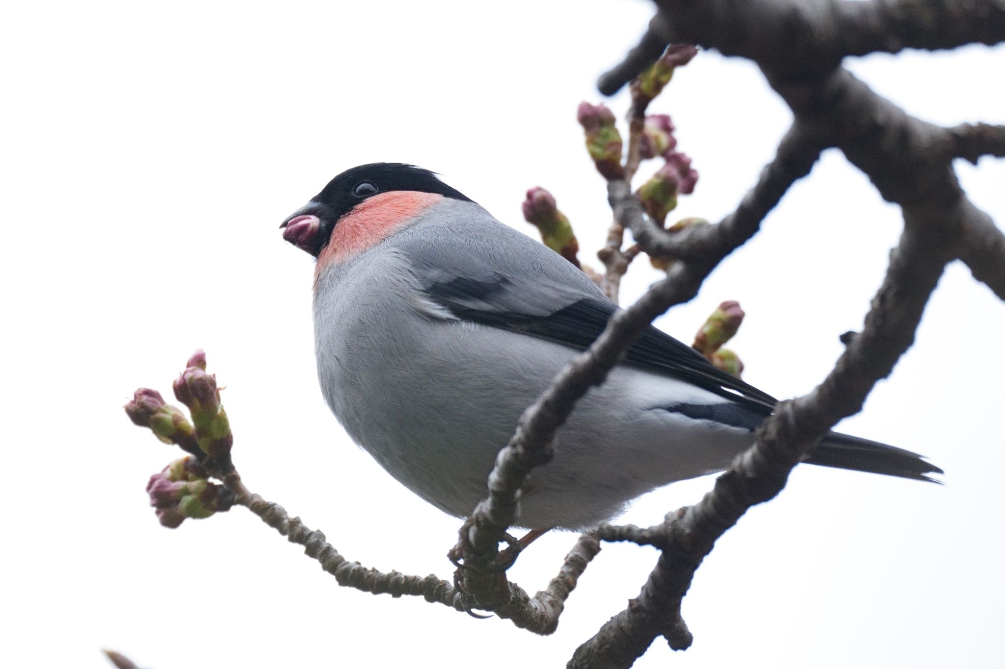 Photo of Eurasian Bullfinch at Saitama Prefecture Forest Park by アカウント5227