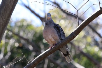 Oriental Turtle Dove Unknown Spots Unknown Date