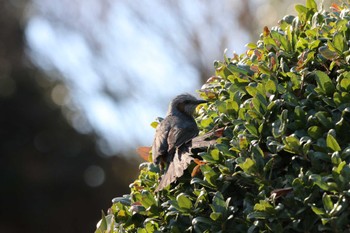 Brown-eared Bulbul Unknown Spots Unknown Date