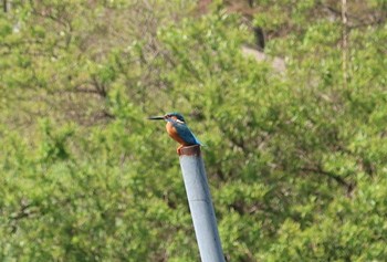 Common Kingfisher 長津川ふれあい広場 Tue, 4/16/2024