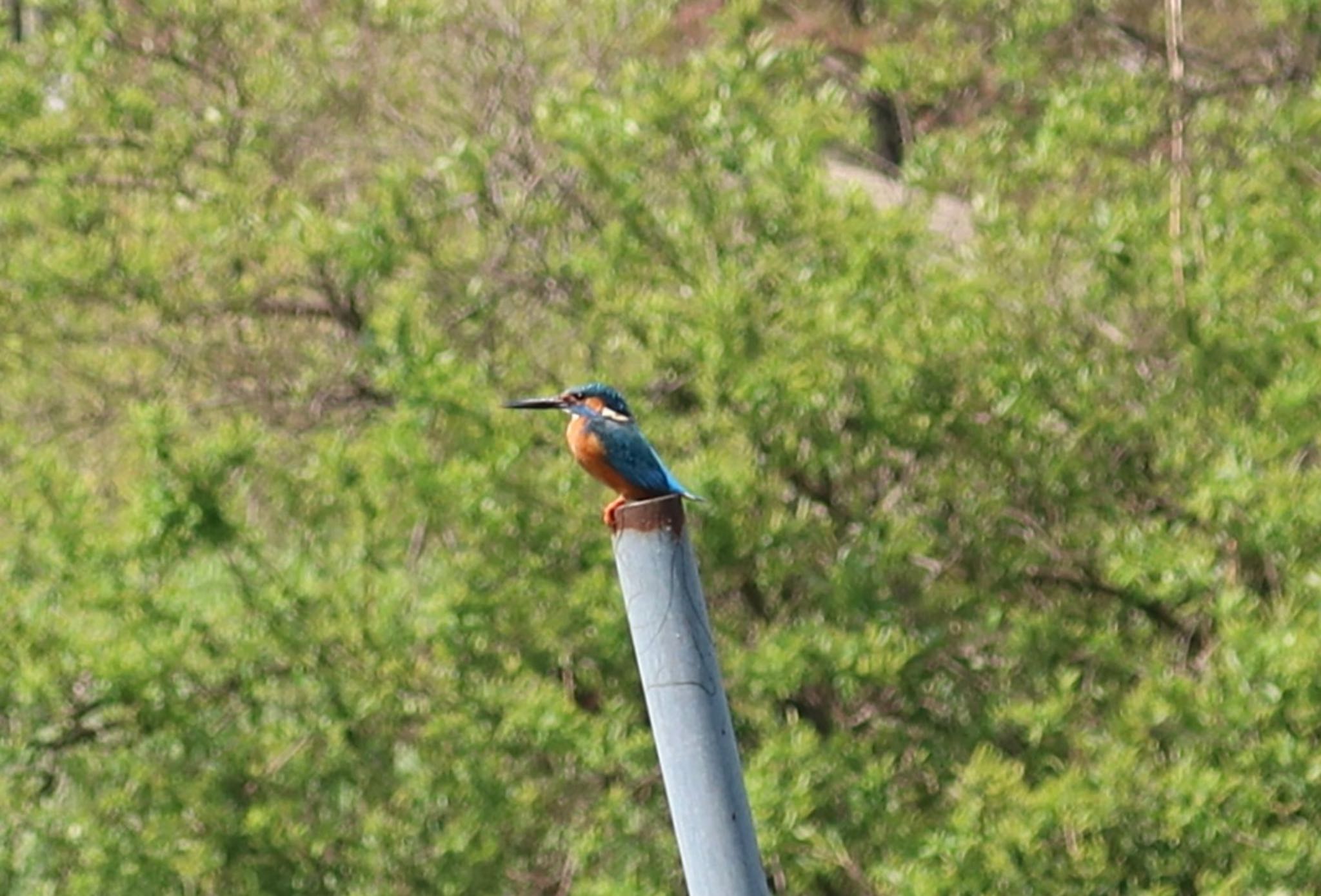 Photo of Common Kingfisher at 長津川ふれあい広場 by ひこうき雲