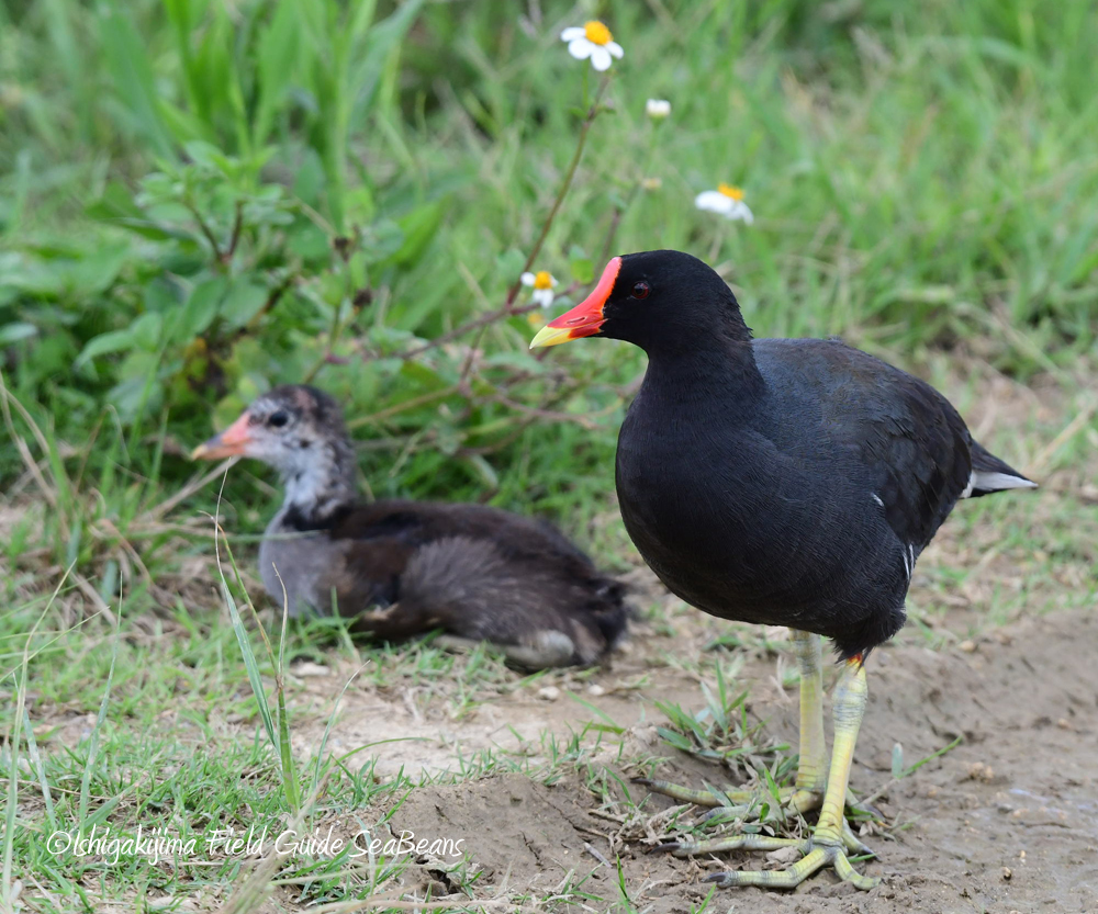 Common Moorhen