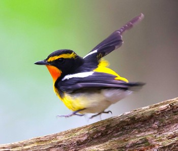 Narcissus Flycatcher 近所の里山 Mon, 4/15/2024