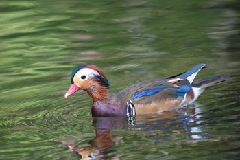 Mandarin Duck 軽井沢 Sat, 9/17/2022