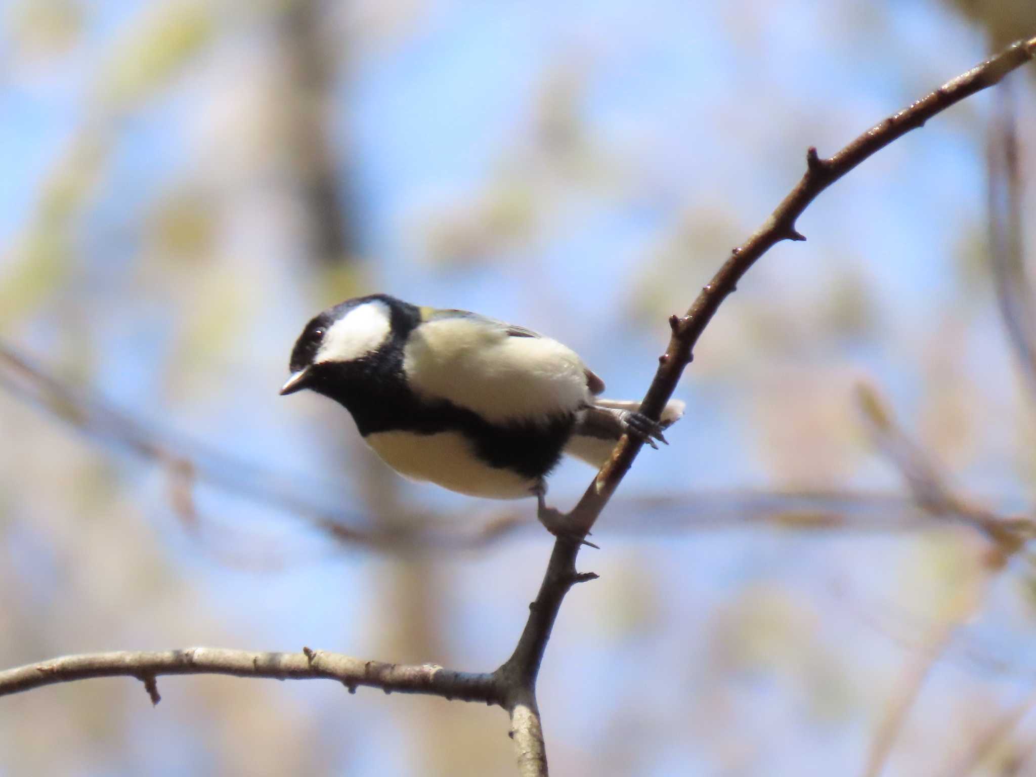 シジュウカラの写真 by K.Sanmiya