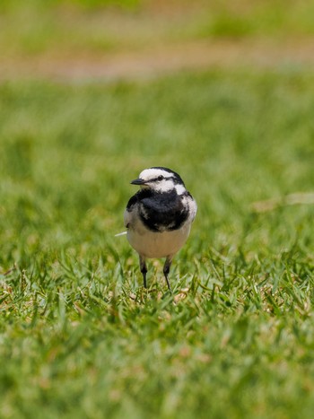 White Wagtail Koishikawa Botanic Garden Wed, 4/17/2024