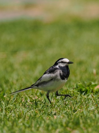 White Wagtail Koishikawa Botanic Garden Wed, 4/17/2024