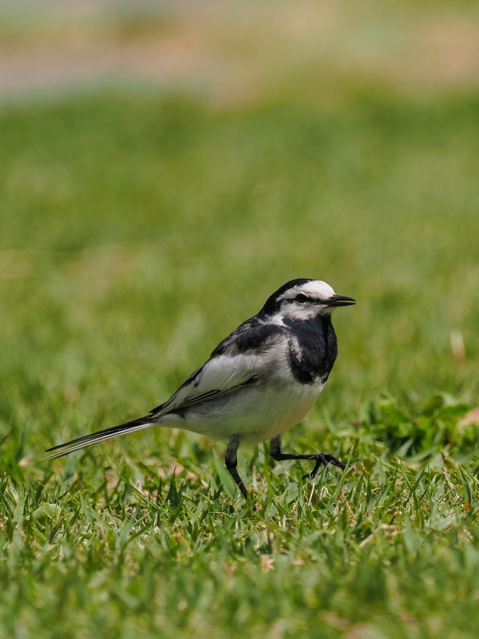 Photo of White Wagtail at Koishikawa Botanic Garden by daffy@お散歩探鳥＆遠征探鳥♪