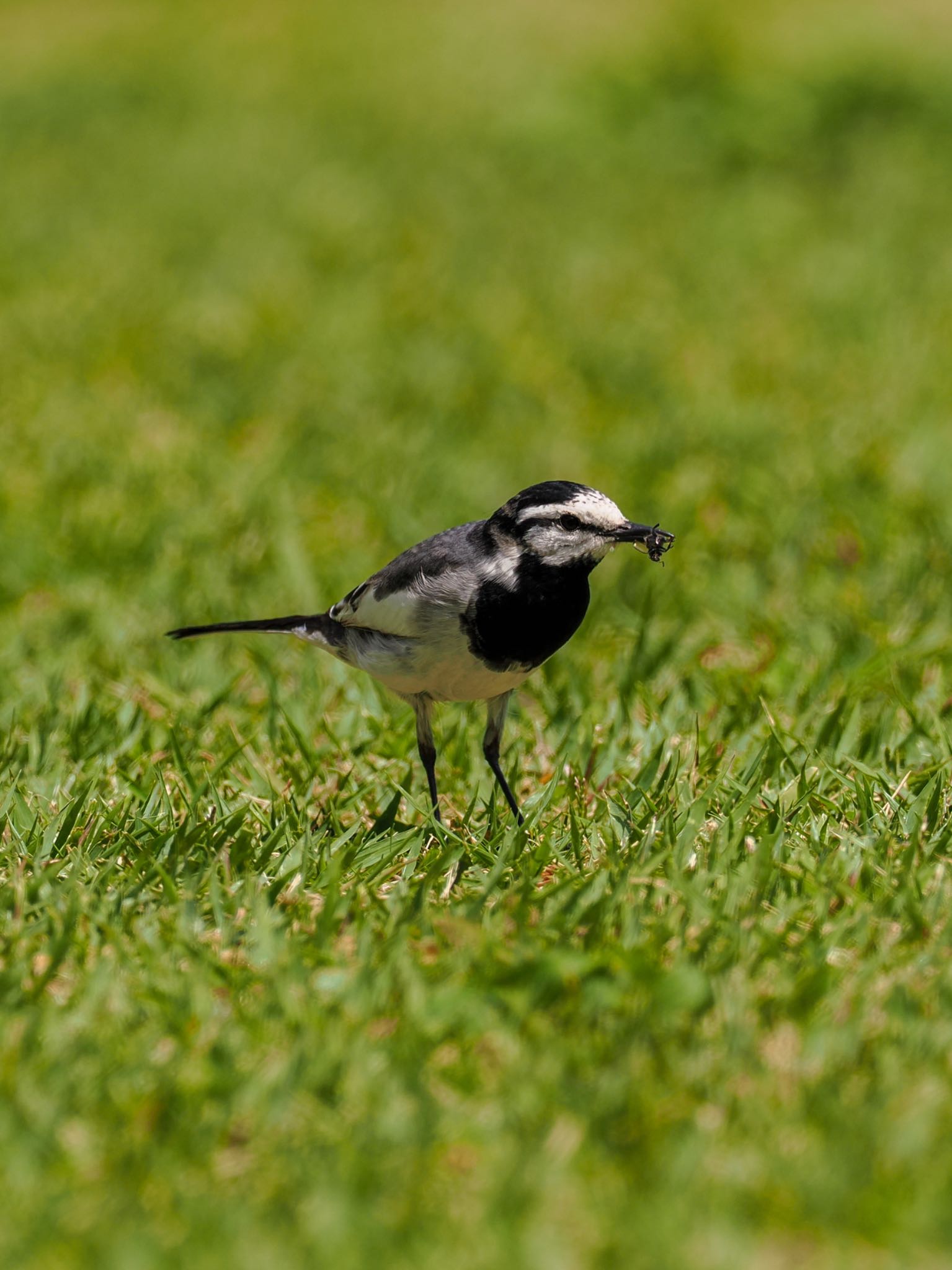 Photo of White Wagtail at Koishikawa Botanic Garden by daffy@お散歩探鳥＆遠征探鳥♪