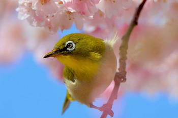 Warbling White-eye 岩手県 Wed, 4/17/2024