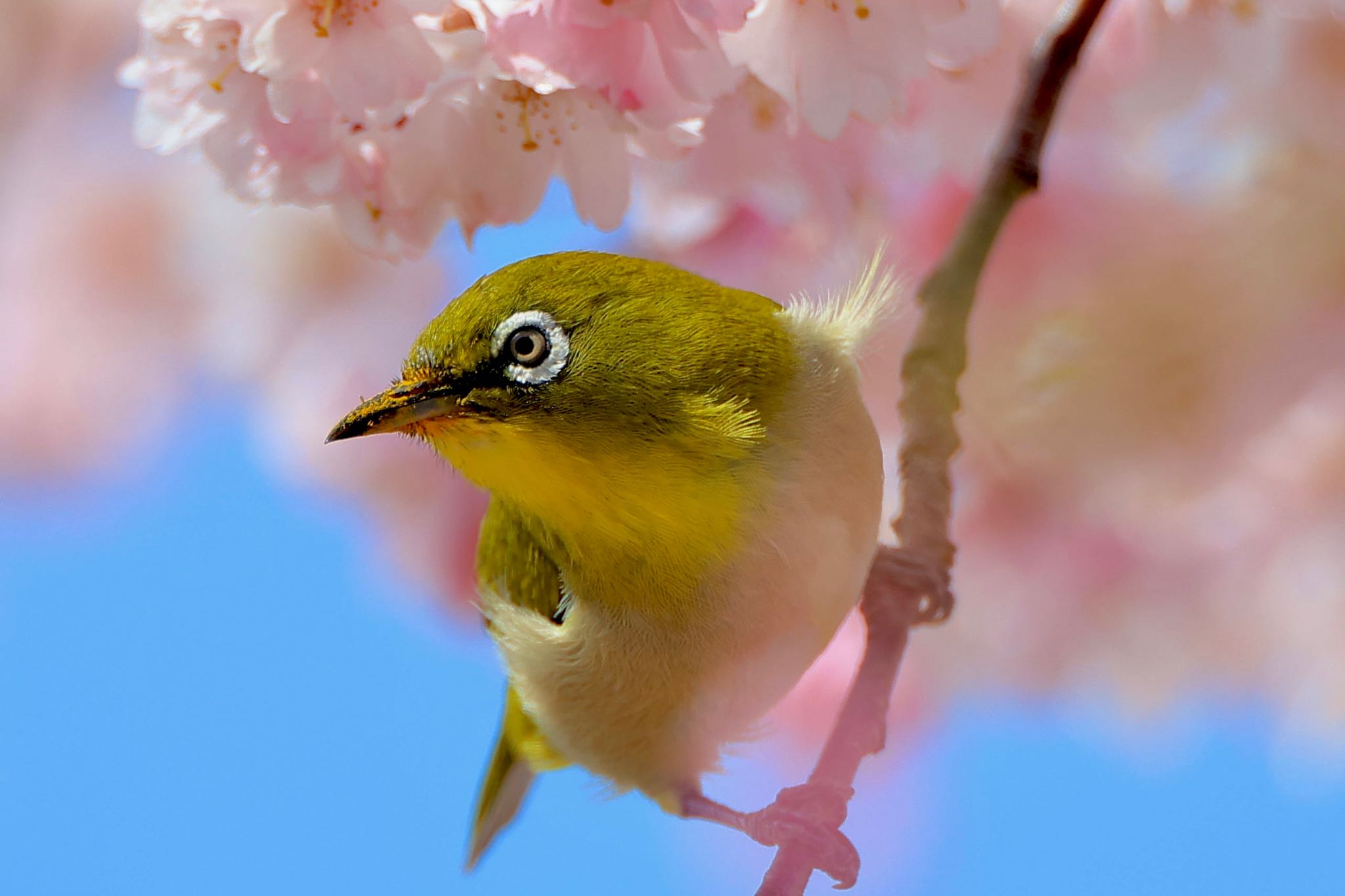 Photo of Warbling White-eye at 岩手県 by ハゲマシコ