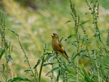 Grey-capped Greenfinch 横浜市立金沢自然公園 Wed, 4/17/2024