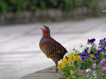 Chinese Bamboo Partridge 横浜市立金沢自然公園 Wed, 4/17/2024