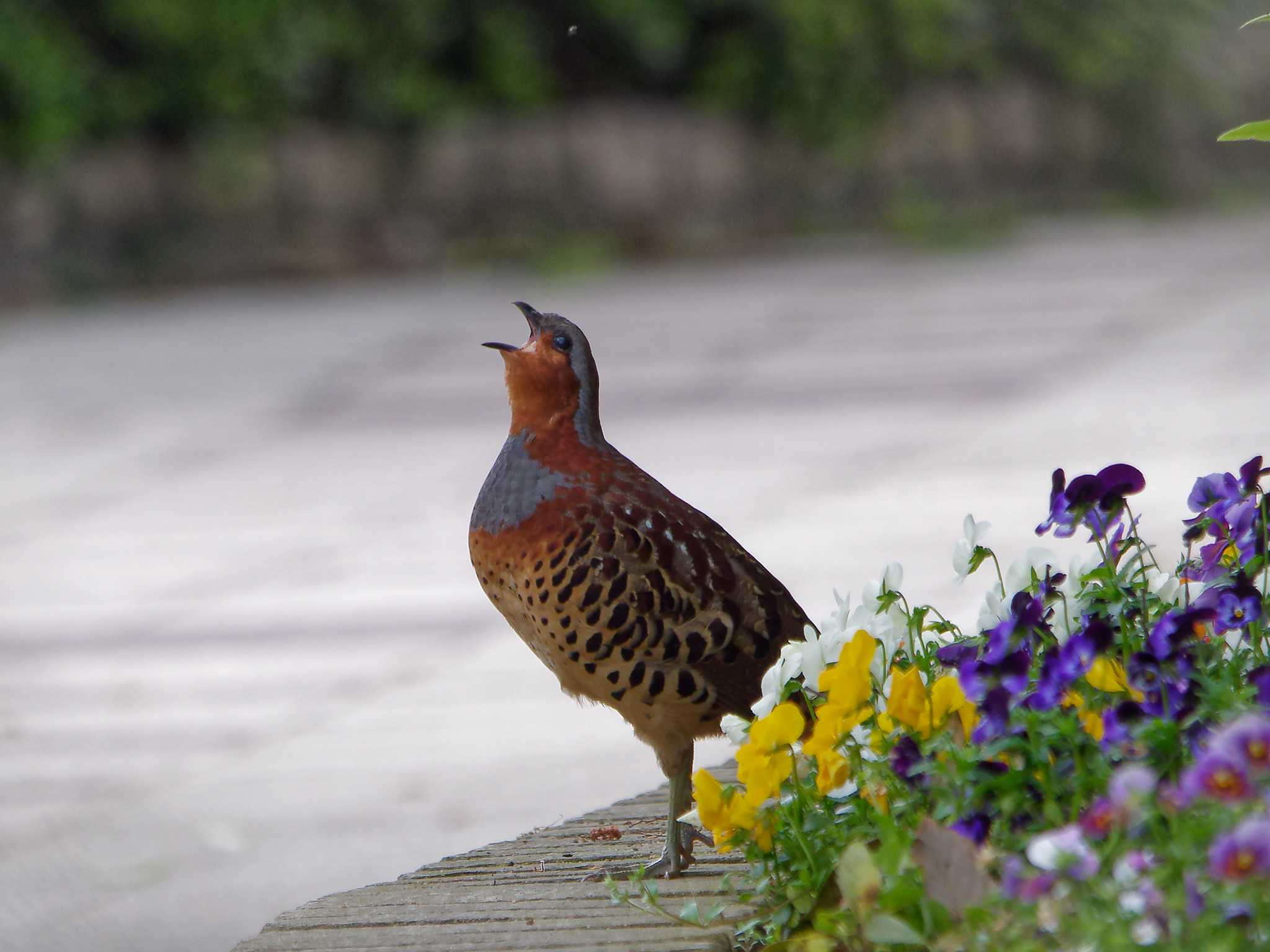 Photo of Chinese Bamboo Partridge at 横浜市立金沢自然公園 by しおまつ