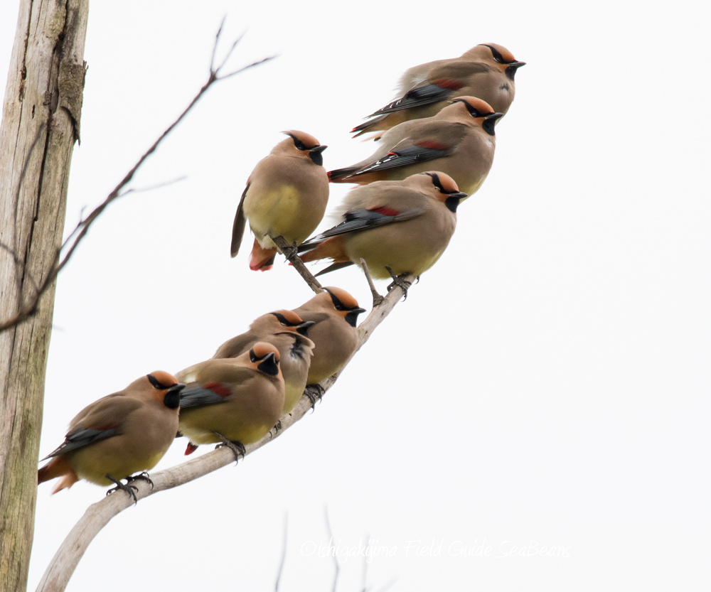 Japanese Waxwing